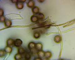 Polyschismium chailletii thumbnail 2