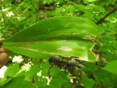 Phytosciara greylockensis thumbnail 3