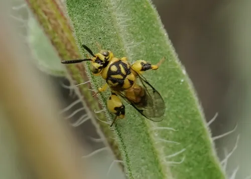 Conura amoena