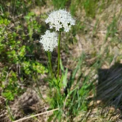 Marsh Valerian thumbnail 3