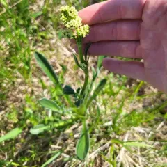 edible valerian thumbnail 3