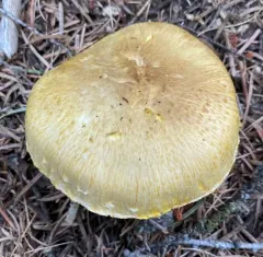 Floccularia albolanaripes thumbnail 3