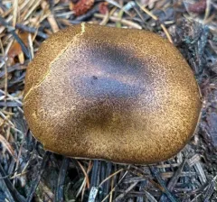 Cortinarius clandestinus thumbnail 4