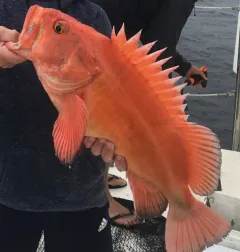 Yelloweye Rockfish thumbnail 2