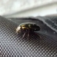 Common Sun Beetle thumbnail 4