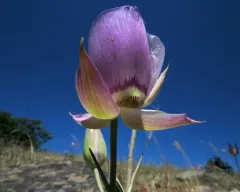 greene's mariposa lily thumbnail 3