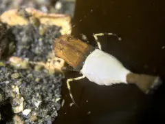 Miniature Spinyhead thumbnail 3