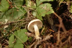 Hygrophorus vernalis thumbnail 3