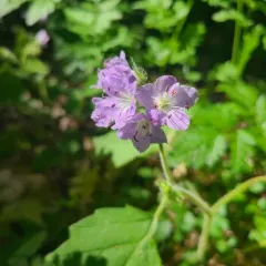 great waterleaf thumbnail 4