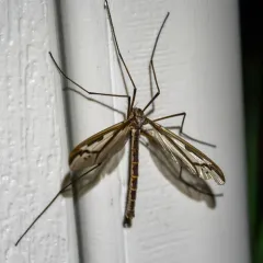 Pedicia procteriana thumbnail 1