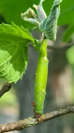 Agromyza deserta thumbnail 3
