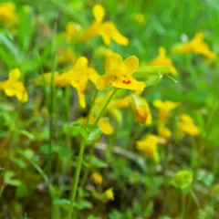 Small-leaf Monkeyflower thumbnail 2