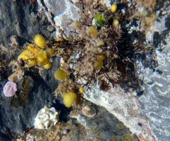 studded sea balloon thumbnail 2