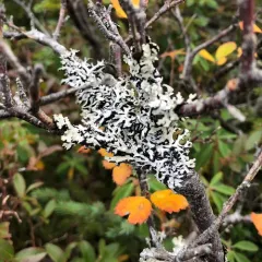 Hooded Tube Lichen thumbnail 4