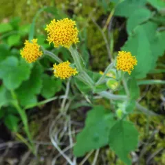 rayless arnica thumbnail 2