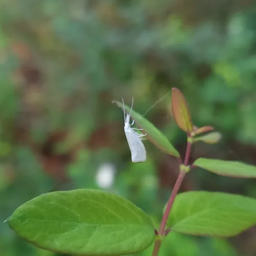 Euceratia castella