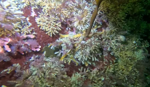 Microporina borealis