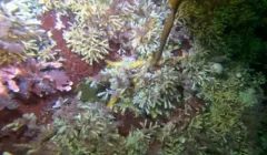 Microporina borealis thumbnail 1
