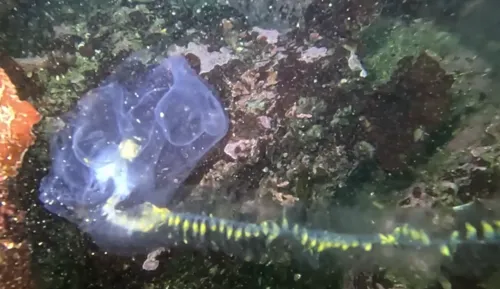 Giant Siphonophore