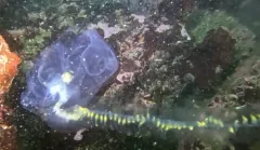 Giant Siphonophore thumbnail 1