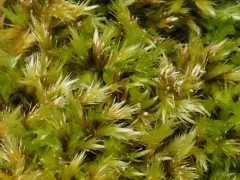 Bright Copper Homalothecium Moss thumbnail 2