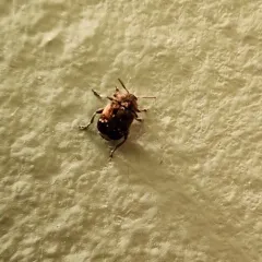 Pea Weevil thumbnail 2