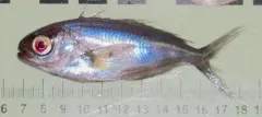 Barrelfish thumbnail 4