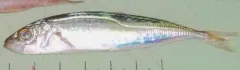 Bigeye Scad thumbnail 2