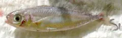 Silver-rag thumbnail 2