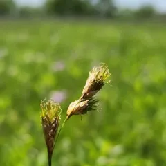 Bicknell's Sedge thumbnail 4