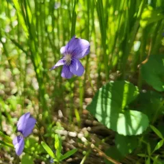 marsh blue violet thumbnail 4