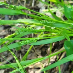 Nerveless Woodland Sedge thumbnail 3