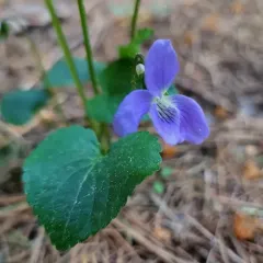 Northern Woodland Violet thumbnail 4