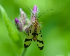 Panorpa mirabilis thumbnail 1