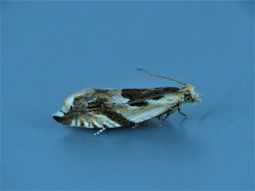 Ancylis maritima