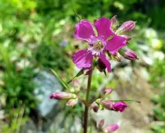 Sticky Catchfly thumbnail 4