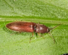 Oblong-necked Click Beetle thumbnail 4