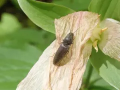 common brown click beetle thumbnail 2