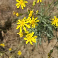 Slender Hawksbeard thumbnail 2