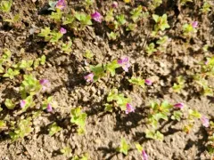 Diplacus clivicola thumbnail 4