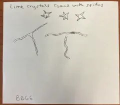Didymium bahiense thumbnail 3