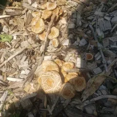 Spring Fieldcap thumbnail 4