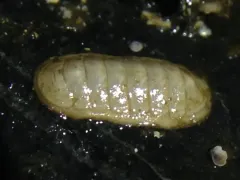 Leptochiton cascadiensis thumbnail 4