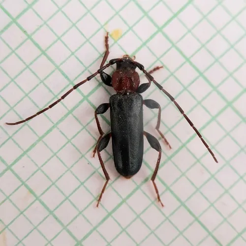 Tanbark Borer