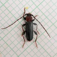 Tanbark Borer thumbnail 1