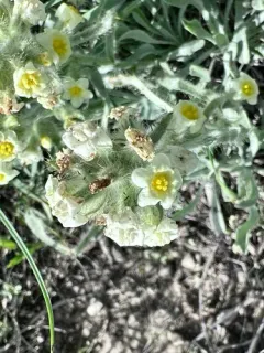 Yellow-eyed Cryptantha thumbnail 3