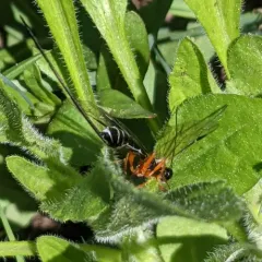 Coleocentrus flavipes thumbnail 1