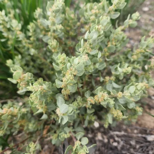 Shadscale Saltbush