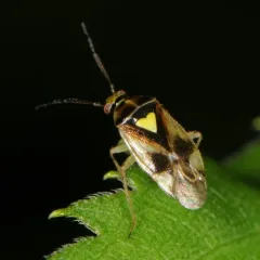 Carrot Plant Bug thumbnail 4