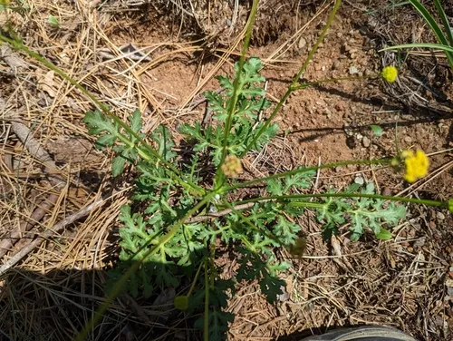 peck's sanicle